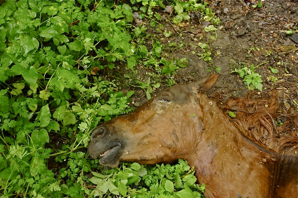 Artikelfoto Artikelfoto