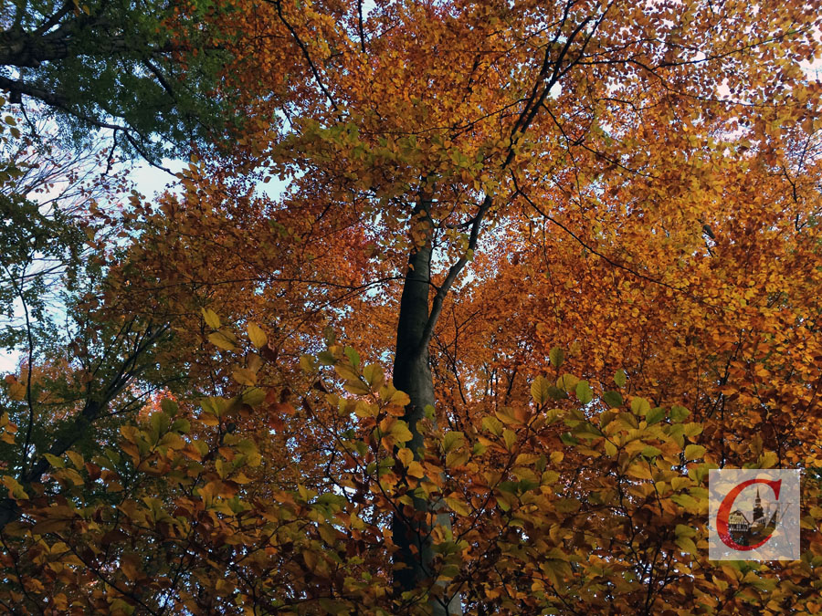 Artikelfoto Artikelfoto