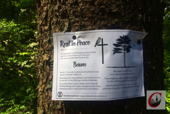 Auch am „Königstann“ am Küllenhahn sieht es längst nicht mehr „königlich aus: Umwelt-Aktivisten befestigten hier bereits im Frühjahr „Todesanzeigen“ an abgestorbenen Bäumen. | Foto: Meinhard Koke