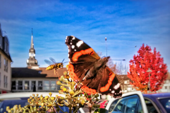 Artikelfoto Artikelfoto